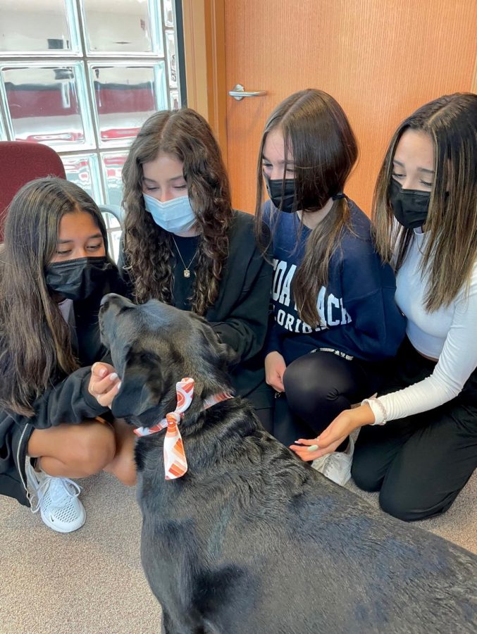 Freshmen Sue Ellen Damato, Lauren Dwyer, Izzy Alletto and Niah Trujillo get up close and personal with Chloe. Photo by Nicole Posont